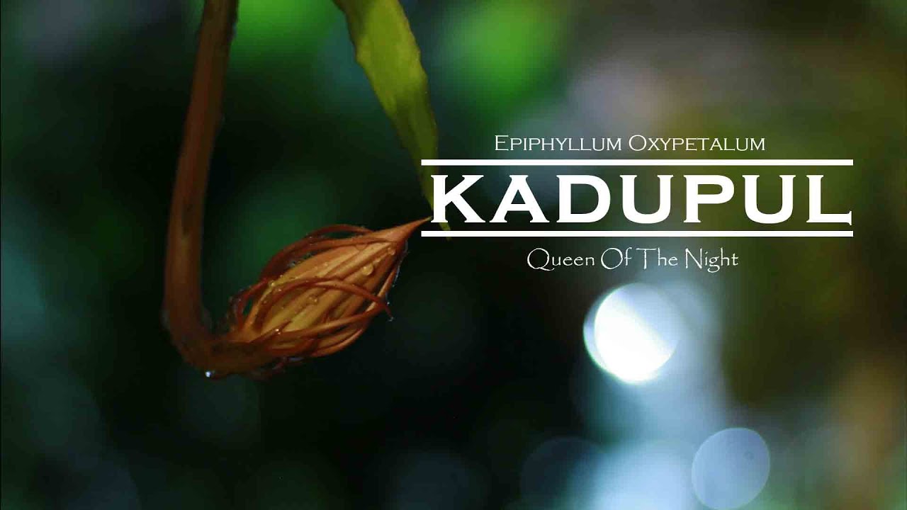 Queen Of The Night - Epiphyllum oxypetalum / Kadupul Flower