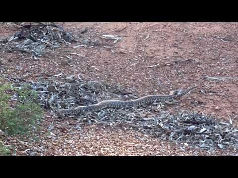 A python crossing the road