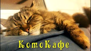 КотоКафе. «Помира-а-а-а-а-ю!» - Кошка Анфиса закатывает глаза и ложится в умиральную позу…