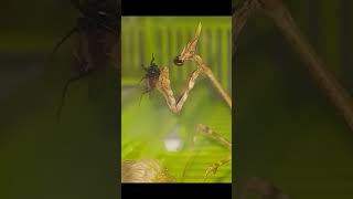 Mantis eating fly head.