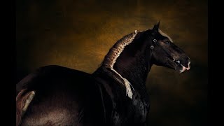 Novocane||Equestrian Music Video||
