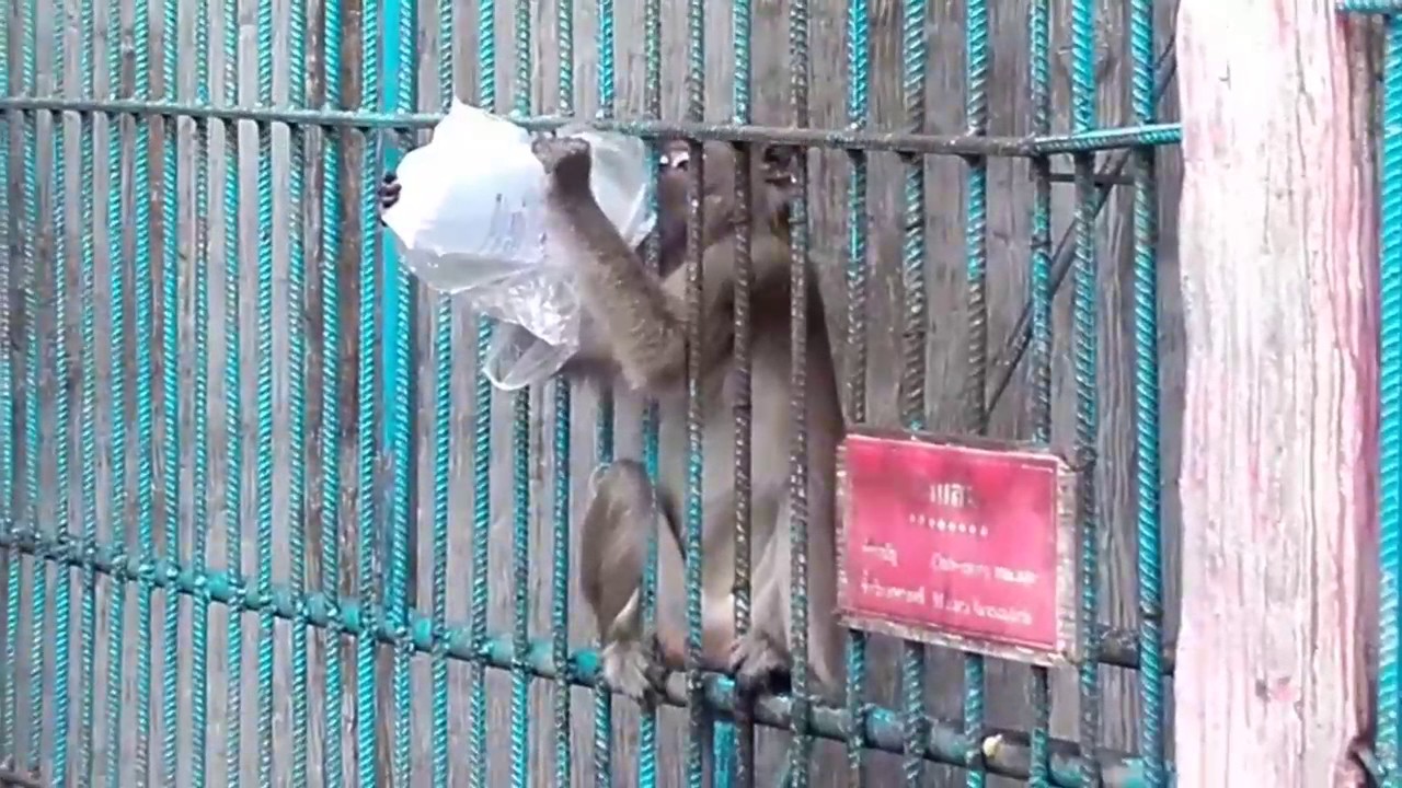 monkey fail win compilation ( Обезьяна не в состоянии выиграть сборник )