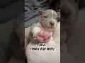 Stop no pictures please 📸#xlamericanbully #americanbullypuppies #dog #cute #babydog #puppy #merle