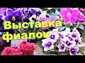 ТАКОГО Я ЕЩЕ НЕ ВИДЕЛА! Очень красивые фиалки