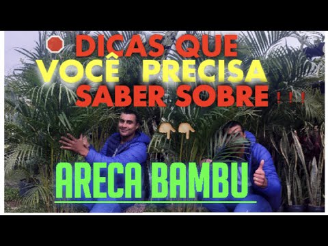 Vídeo: Palmeira Areca Ou Palmeira Betel