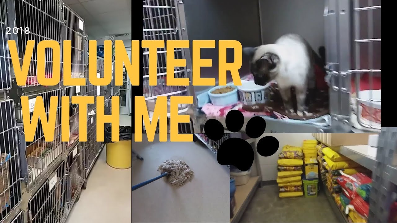 Volunteer at an animal Shelter. Cleaning the Cage. Bolt animal Shelter Elmwood стен. A Group of Volunteers at a Pet Shelter.. Animal shelter volunteer