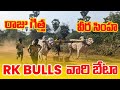 R k bulls   raju gitta  veerasimha beta clips  vetapalem  bulls of andhra