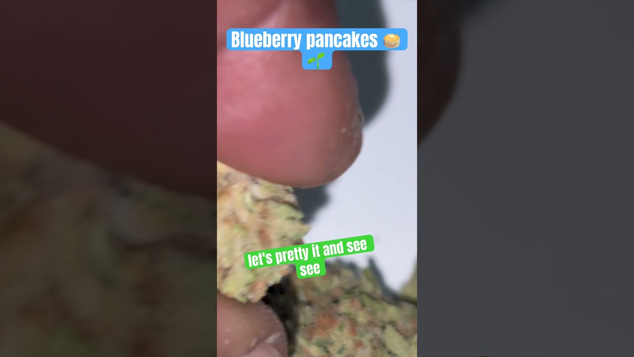 Blueberry pancakes strain