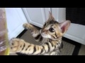 Hungry Bengal Kitten