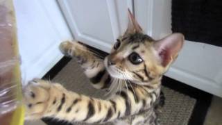 Hungry Bengal Kitten