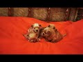 VID 20230318 100313 Щенки голддаста рожд.22.03.2023 г             .Golddast puppy/