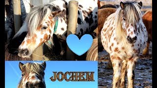 Jochem Ponyparkcity - Driekleur Leopard Appaloosa Pony - Lover Video