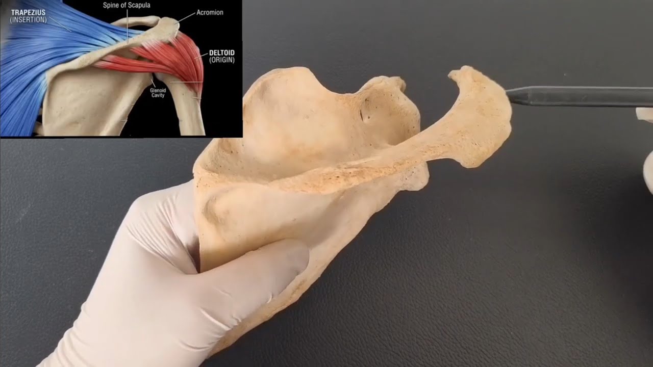 Scapula |bones of upper limb anatomy | 3D | attachments | muscle ...