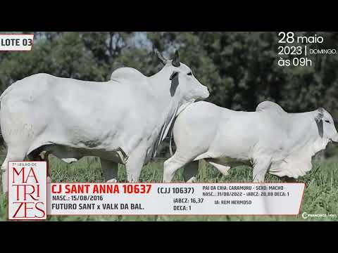 LOTE 03   CJCJ 10637