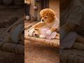 the puppy has no money to cure his sister so, he did hardwork to earn moner#shorts #viral