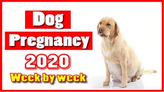 Dog pregnancy week by week with images and symptoms ! Dog health tips ! Pet Care 2021