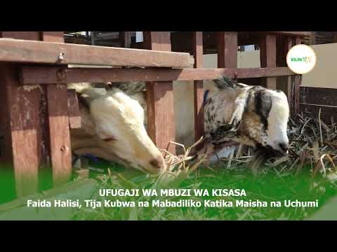 UFUGAJI WA MBUZI WA KISASA CHANZO CHA MAFANIKIO KWA WAFUGAJI