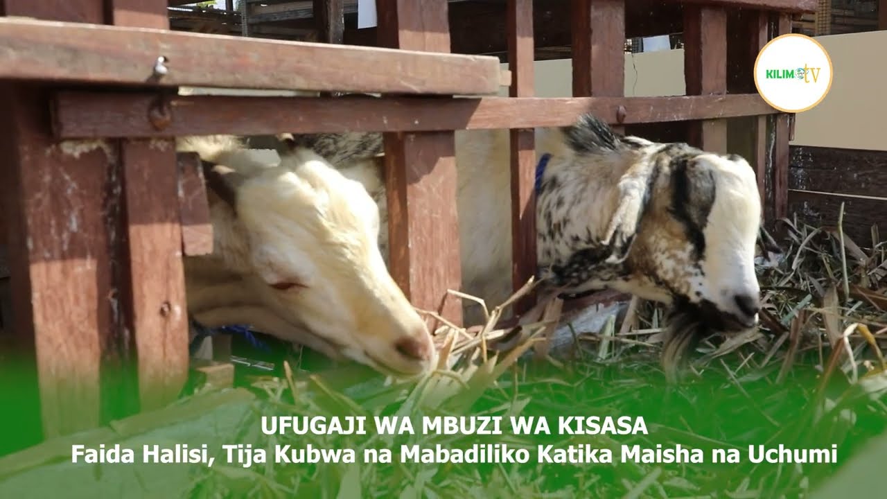 UFUGAJI WA MBUZI WA KISASA | CHANZO CHA MAFANIKIO KWA WAFUGAJI