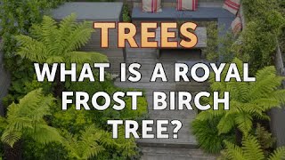 What is a Royal Frost Birch Tree?