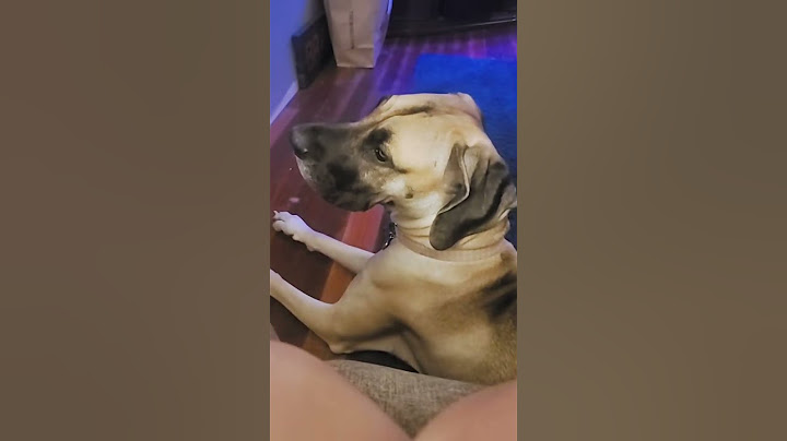 Dog Hilariously Reacts to Threat Question, Turns Into Protective Weapon#dog #funnydogs