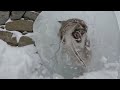 "FROZEN LYNX RESCUE: Wait for the Scare! 😱❄️"