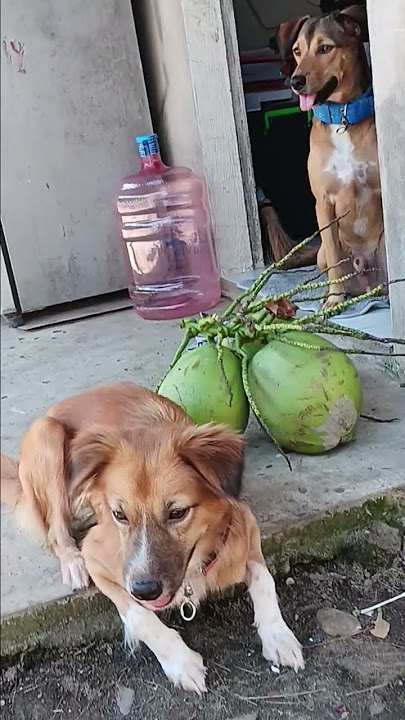 ang mga new heart ko#buhayprobinsya #dog#love #singlemom #111425