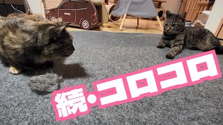 〈猫動画〉ホットカーペットを片付けさせてくれない猫　◇　A cat who won't let me clean up the hot carpet