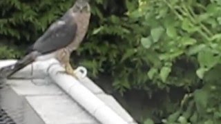 Hawk on my koi pond