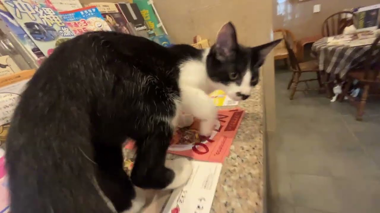 2025/12/18 大好きな沖縄の宿と猫（福岡→那覇）ep0024