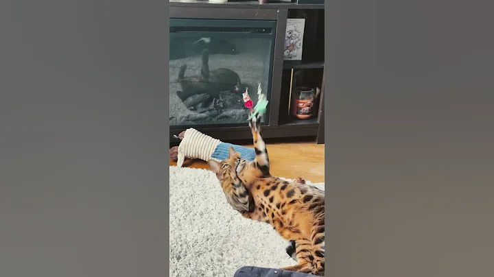 Video 9074071: bengalcat bengals cats, bengals bengalcat cute, cat bengalcat funnycats cute, bengalcat cats cute funny, cats catch
