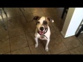 My $25 dog from the pound Rex My $25 dog from the pound Rex