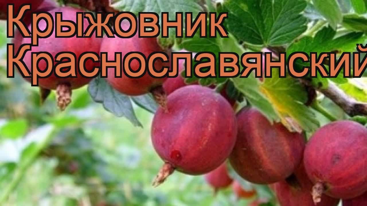 Крыжовник колобок описание сорта фото отзывы. Крыжовник сорт Краснославянский. Крыжовник обыкновенный Краснославянский. Крыжовник Краснославянский куст. Крыжовник Краснославянский, рассада.