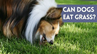 Can Dogs Eat Grass? Is It Safe... by Animal Life 37 views 2 months ago 3 minutes, 13 seconds