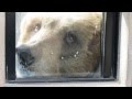 🐻 ヒグマに超接近！人を小馬鹿にする熊 Asahiyama Zoo