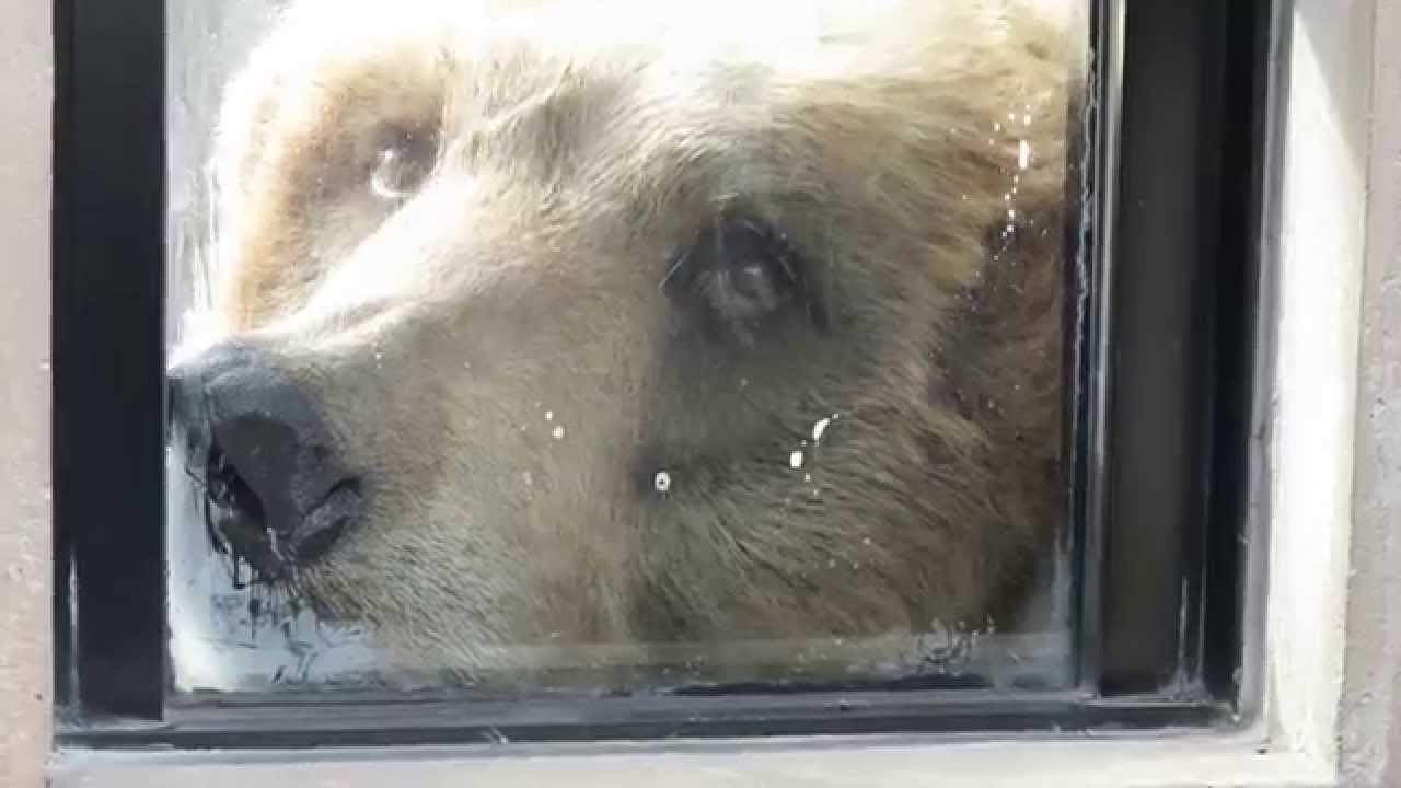 ヒグマに超接近 人を小馬鹿にする熊 Asahiyama Zoo Youtube