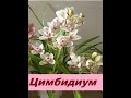 Цимбидиум(Cymbidium)комнатное растение, домашняя орхидея.Красавец с Востока