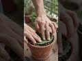 Patharchatta ka plant kaise lagaye.#gardenshorts #gardeningtips #shortvideo #viralshort #gardening