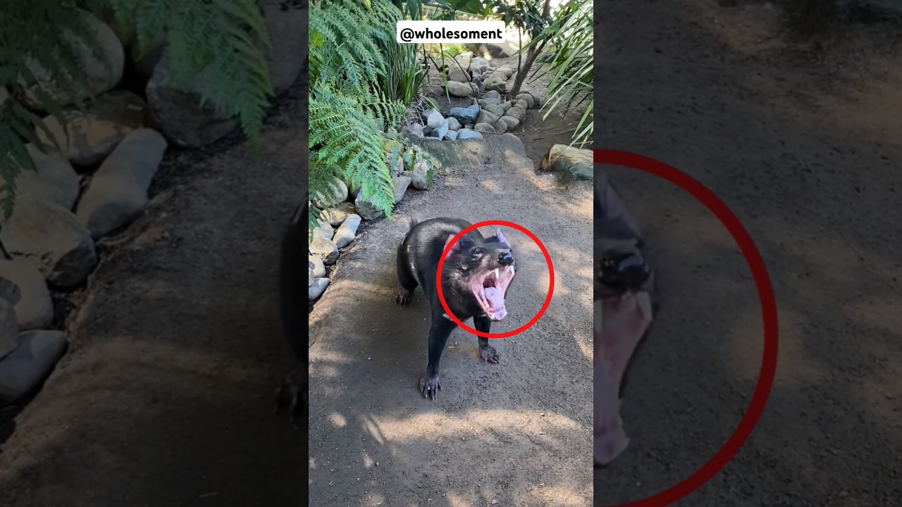 Meet the Tasmanian D*vil🐻