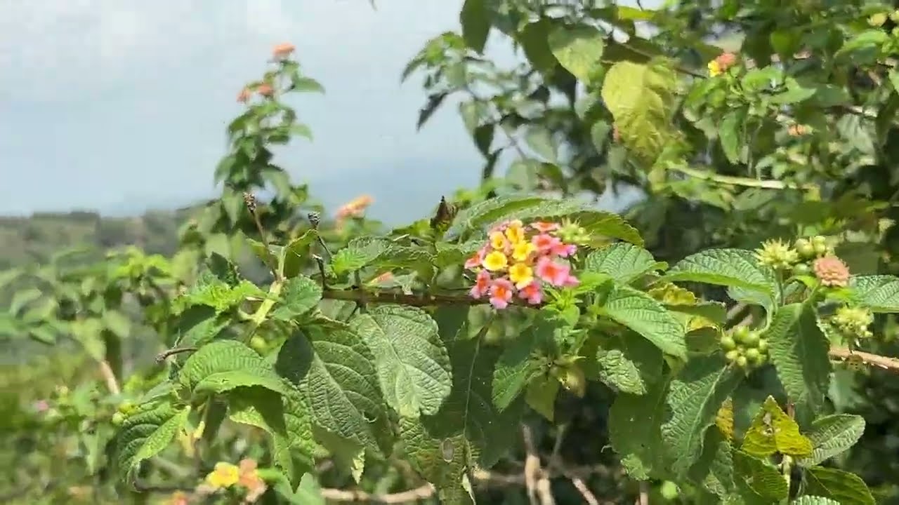 Sajjangarh wildlife sanctuary 👌👌👌