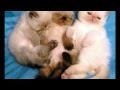 Most beautiful cats Самые красивые котики