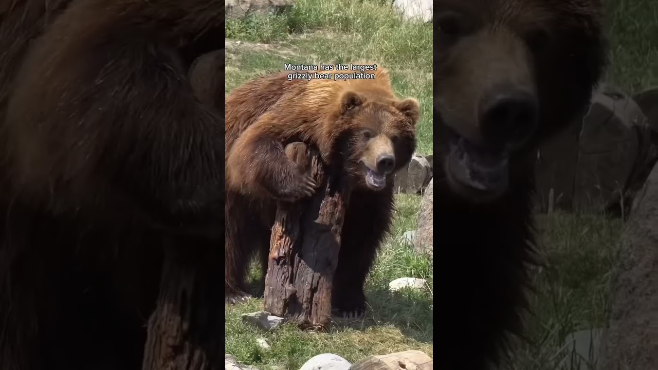 Crazy Montana Facts!