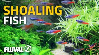 The School of Fish Dream