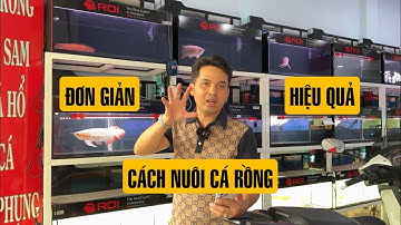Cách nuôi C.Á RỒNG đơn giản, hiệu quả, ít tốn thời gian nhất có thể 