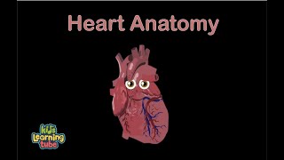 The Heart Anatomy Song