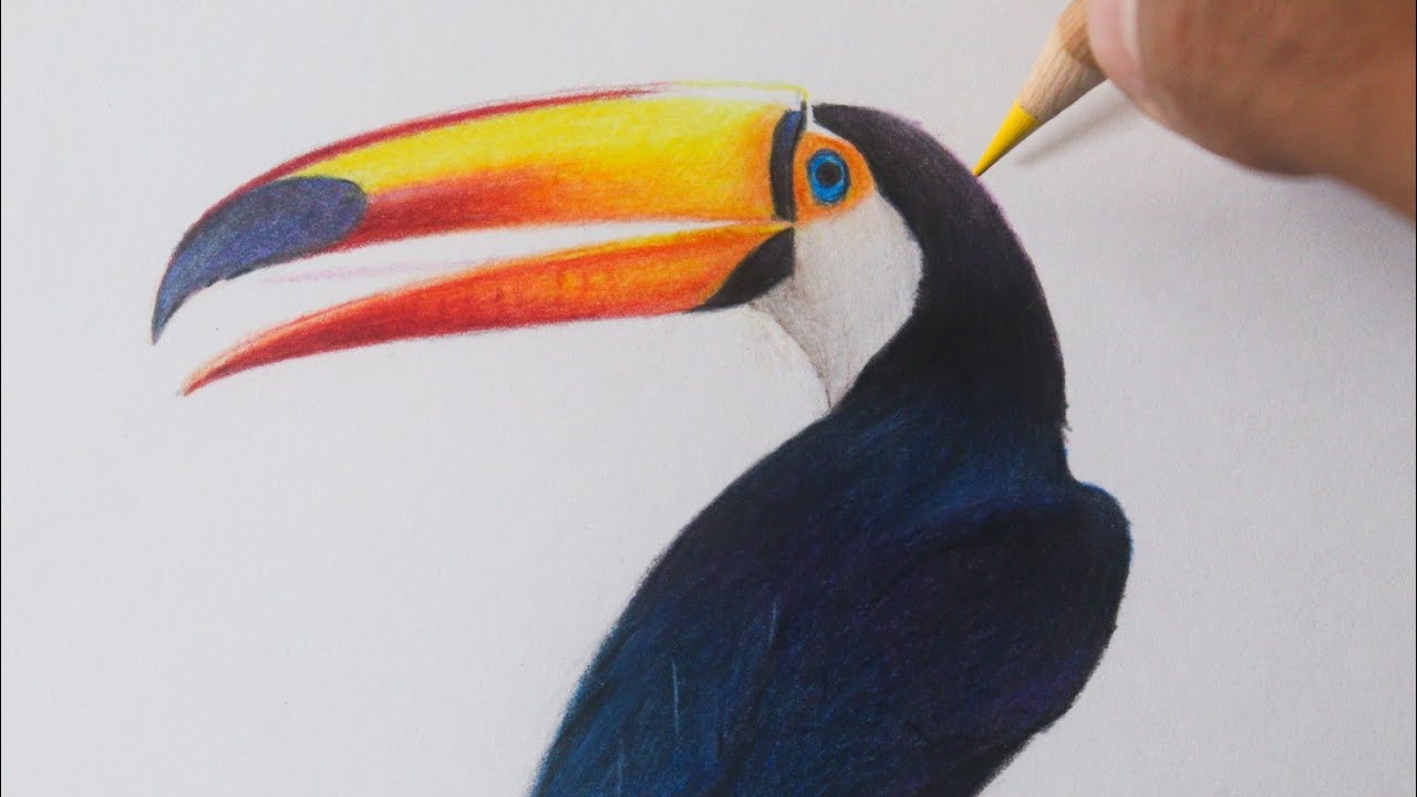 Como desenhar um TUCANO realista PASSO A PASSO narrado