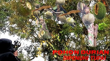 PULUHAN TUPAI BERSARANG DI POHON DURIAN BERBUAH