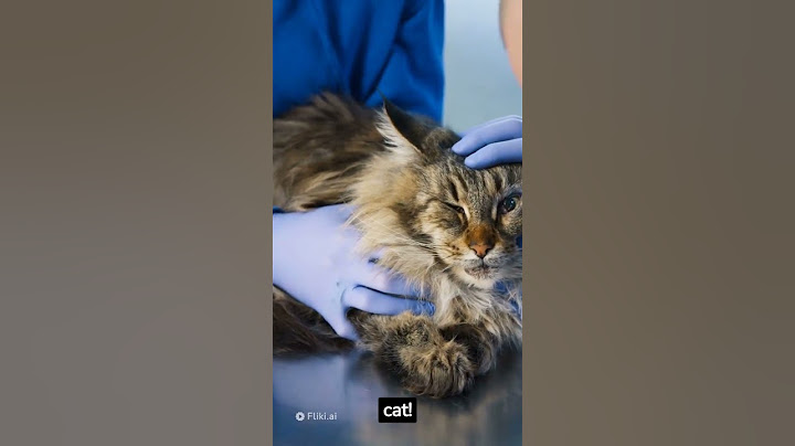 #shorts Five types of cats #shorts #cat #cats #youtube #youtubeshorts #shortsvideo