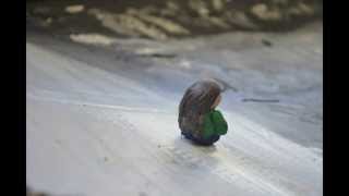 Bob Marley- Sun Is Shining Animation