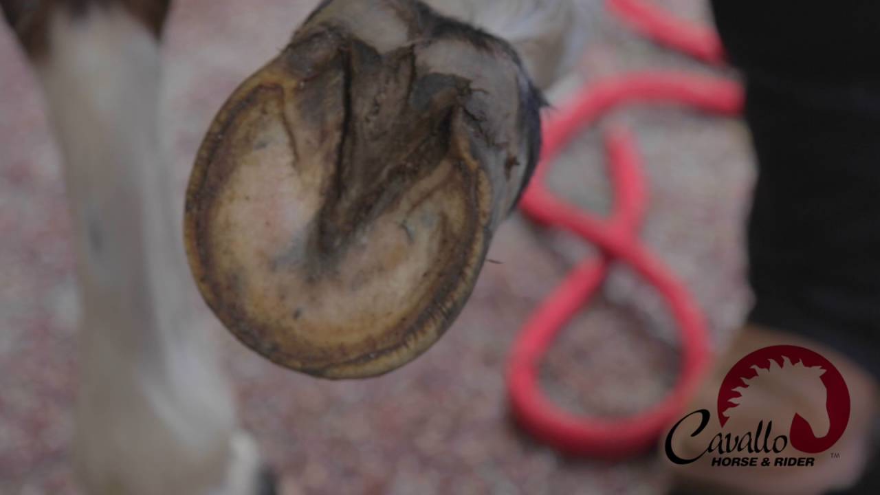 How To Measure Cavallo Hoof Boot YouTube