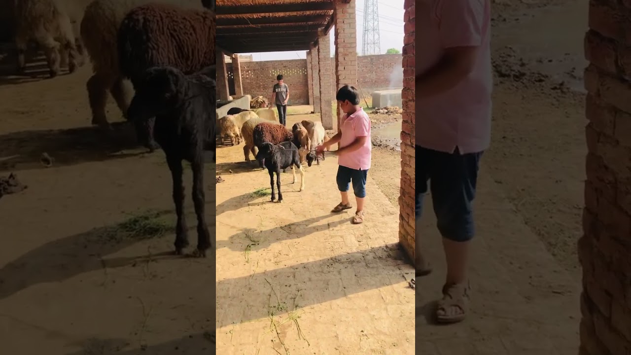 Simple Goat Shed  | Goat Farming   - Farm House  بکرا فارم ہاوس